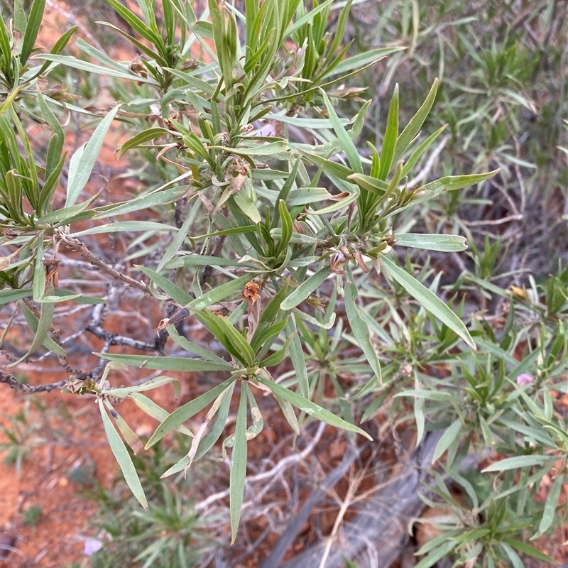 Eremophila freelingii