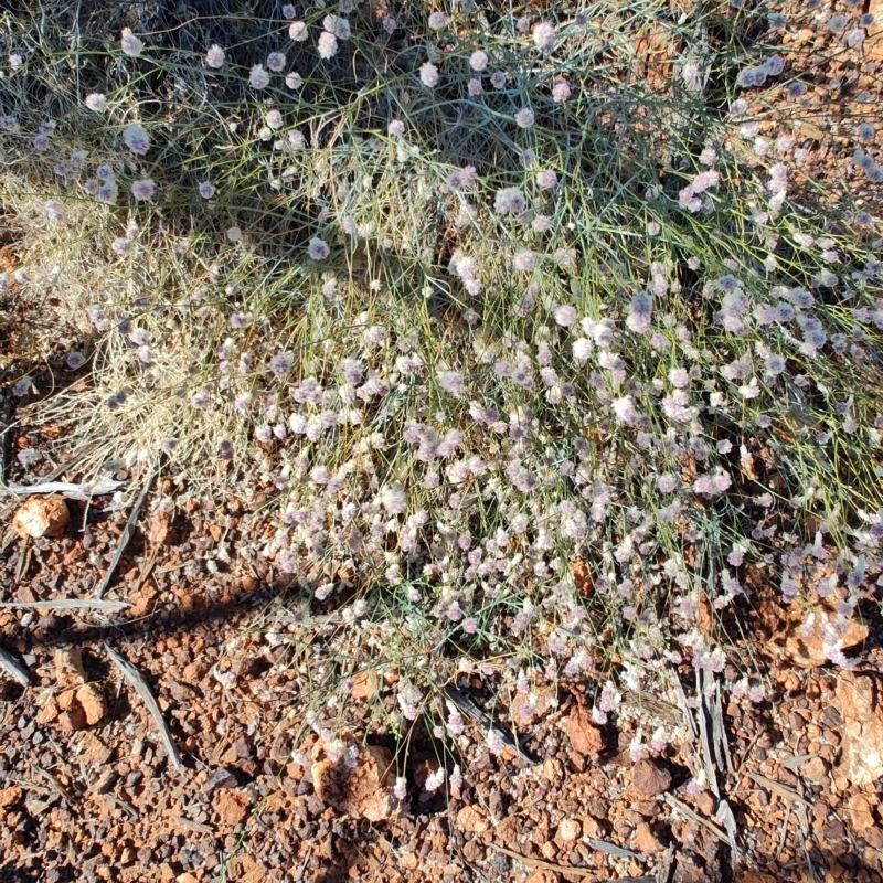 Ptilotus obovatus