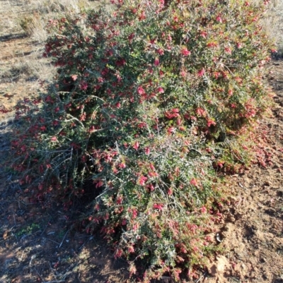 Eremophila maculata