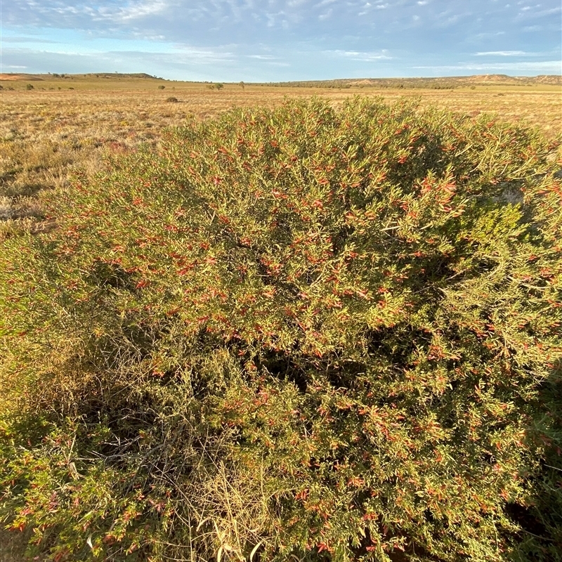 Eremophila maculata