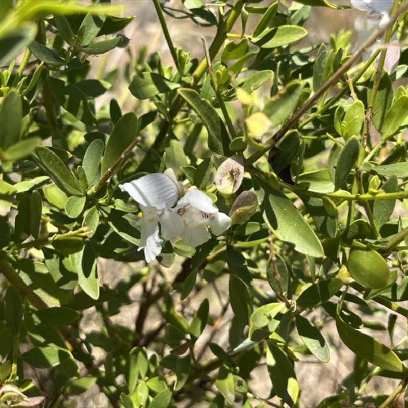 Prostanthera striatiflora