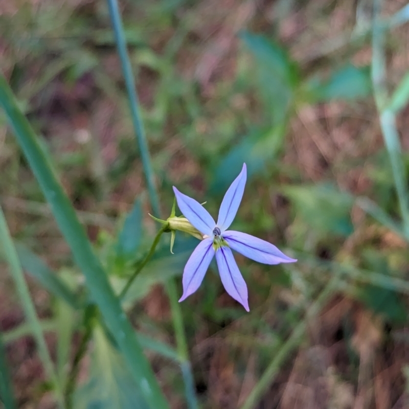 Isotoma petraea