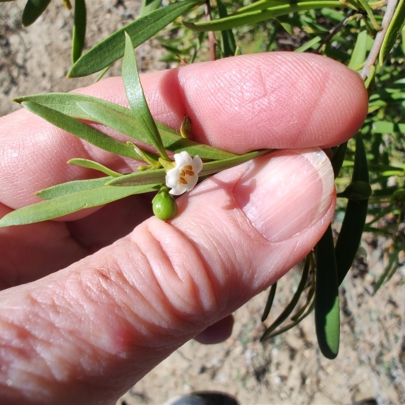 Eremophila deserti