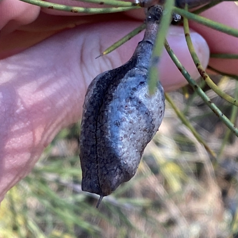 Hakea tephrosperma