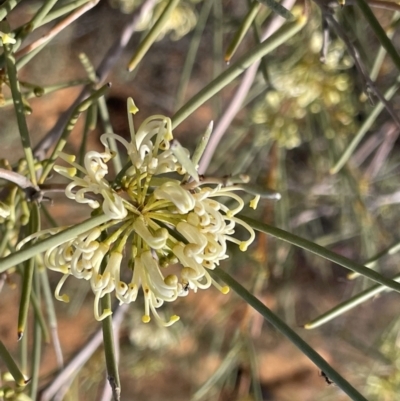 Hakea leucoptera