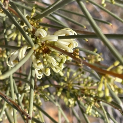 Hakea leucoptera