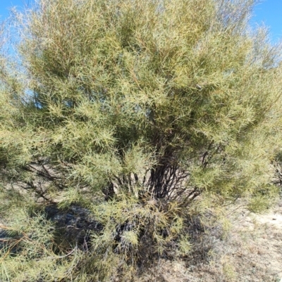 Hakea leucoptera