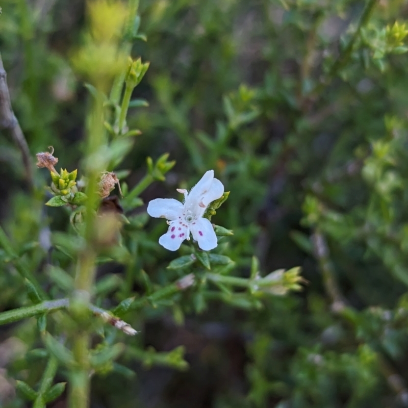 Westringia rigida