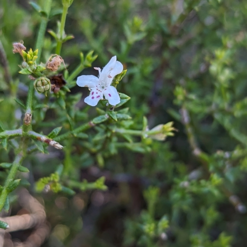 Westringia rigida