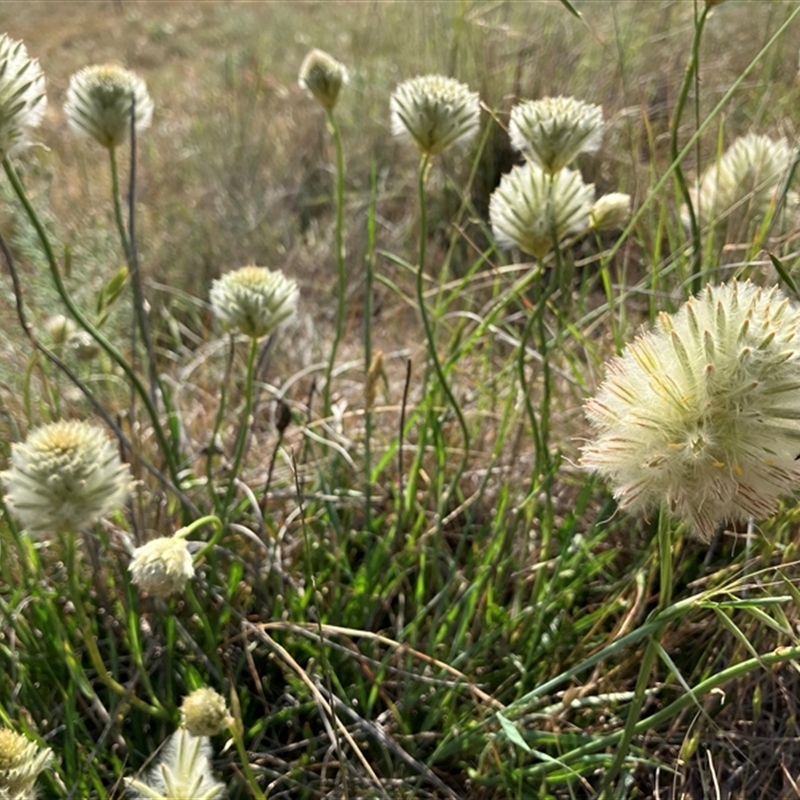 Ptilotus macrocephalus