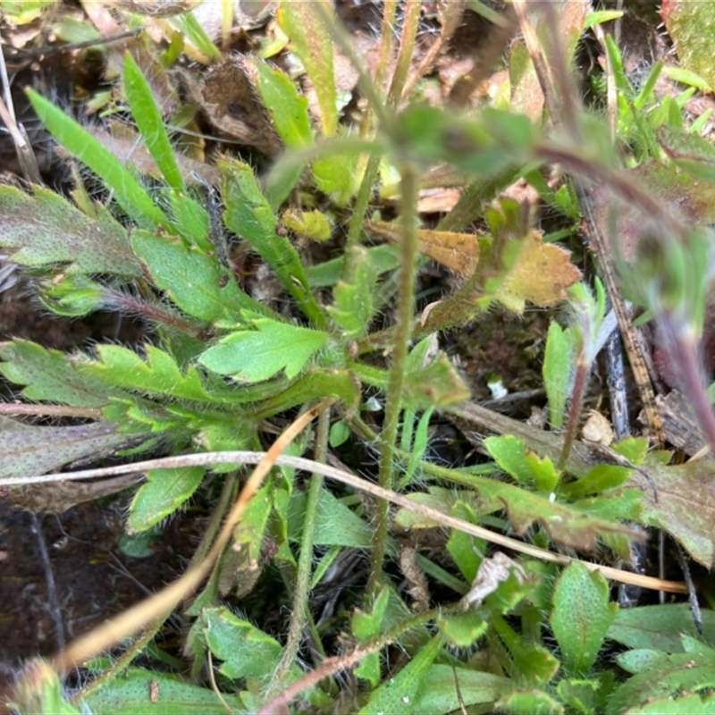 Goodenia pusilliflora