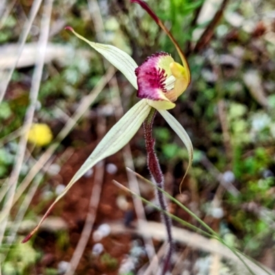 Caladenia stellata