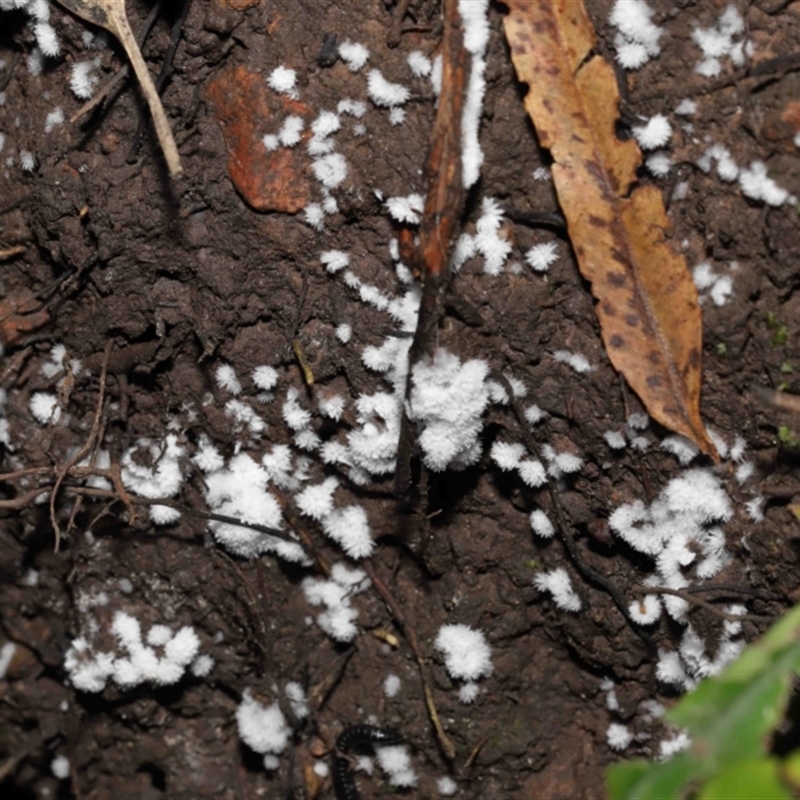 Chromelosporium/Ostracoderma sp.