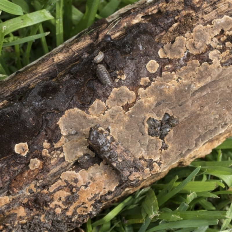 zz flat polypore - not white(ish)