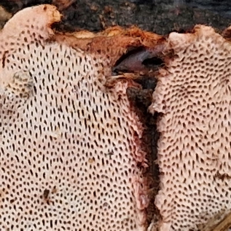 zz flat polypore - not white(ish)