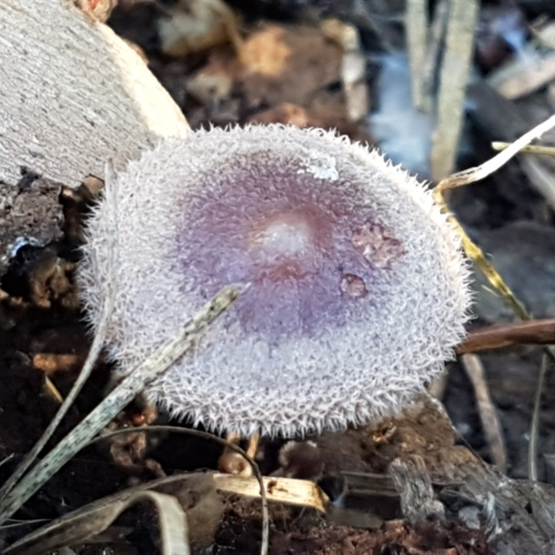 Rhodocollybia 'furry, red-brown'