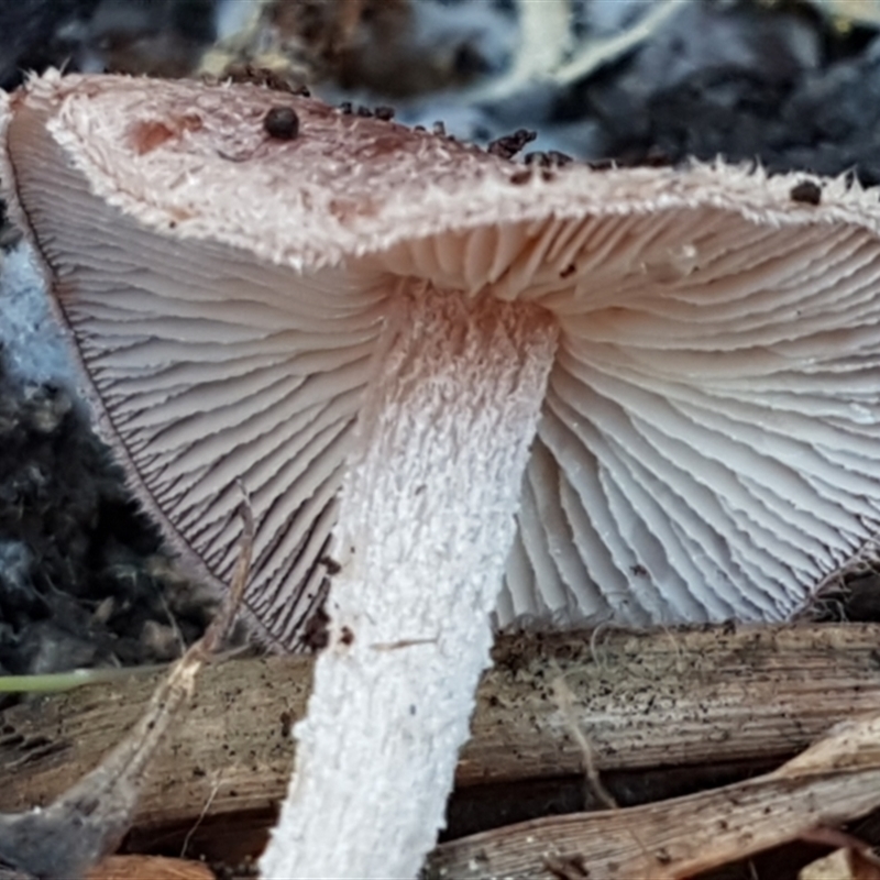 Rhodocollybia 'furry, red-brown'