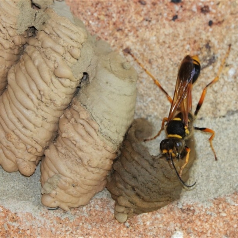 Sceliphron sp. (formosum or laetum)