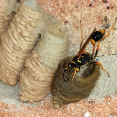 Sceliphron sp. (formosum or laetum)