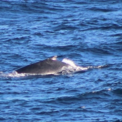 Balaenoptera acutorostrata