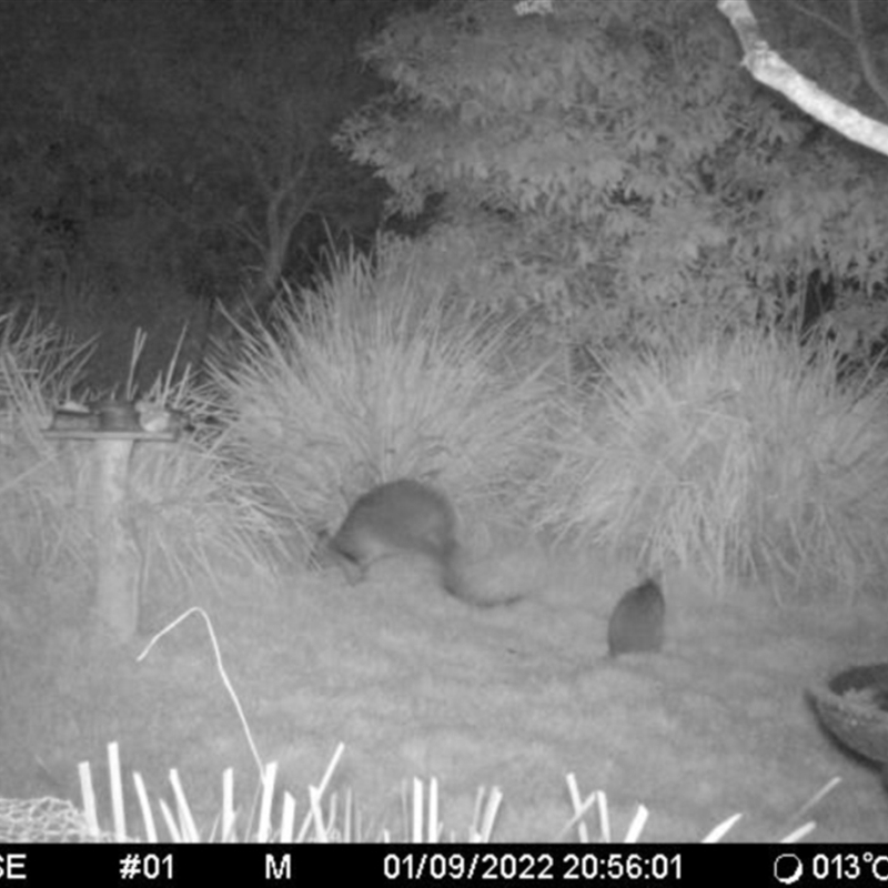 Macropodidae (family)