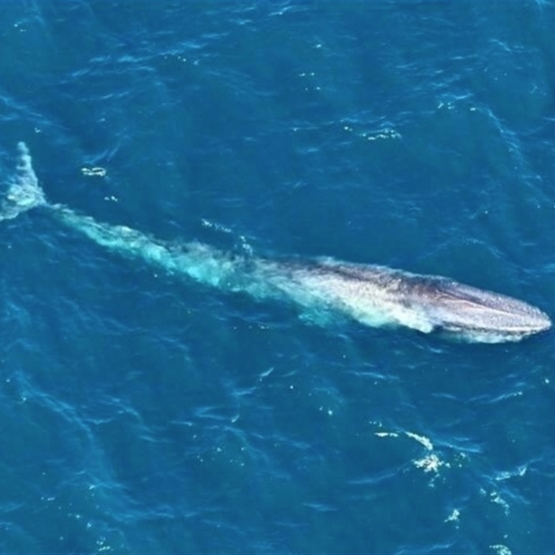 Balaenoptera musculus