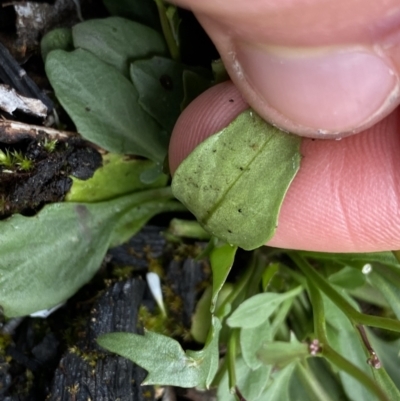 Cardamine franklinensis