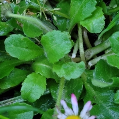 Bellis perennis