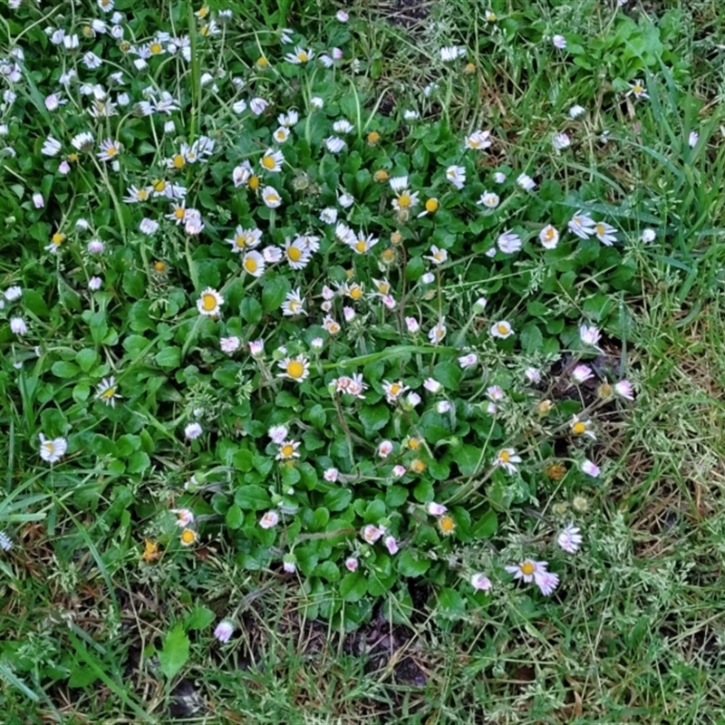 Bellis perennis