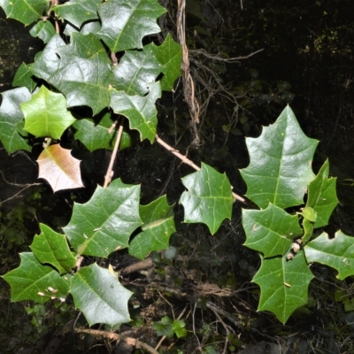 Alchornea ilicifolia