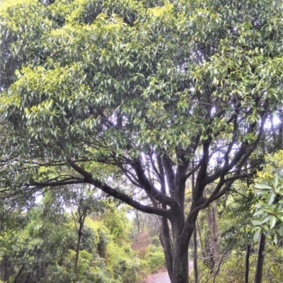 Celtis paniculata