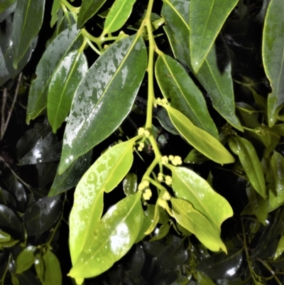 Celtis paniculata