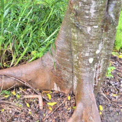 Celtis paniculata