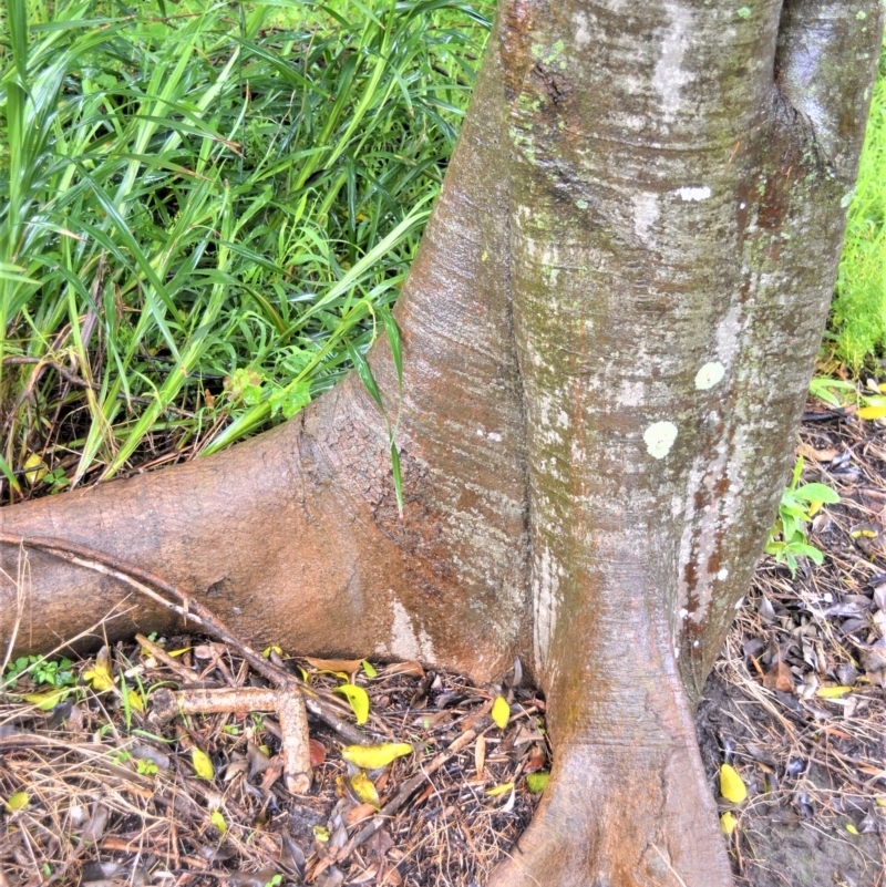 Celtis paniculata