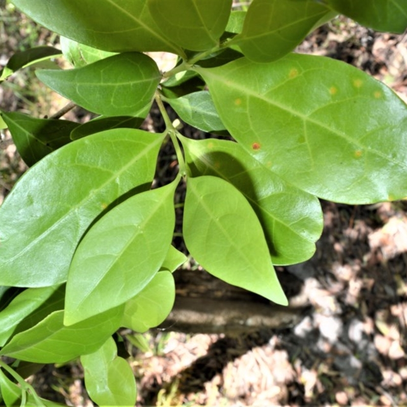 Cyclophyllum longipetalum