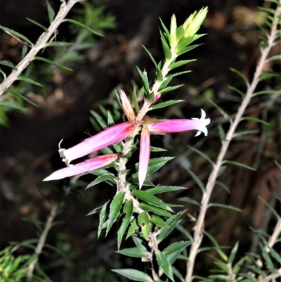 Epacris calvertiana var. versicolor