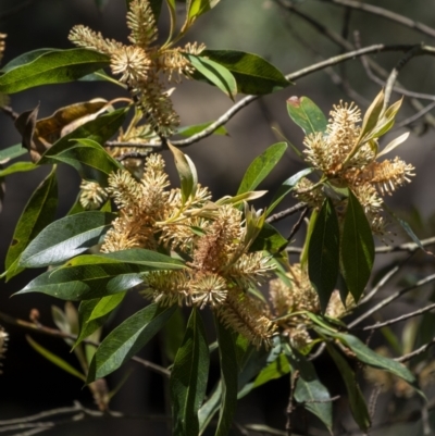 Buckinghamia celsissima