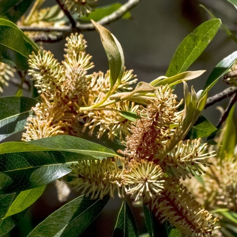 Buckinghamia celsissima