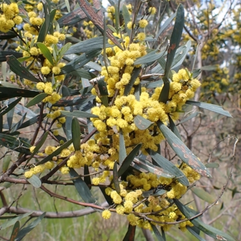 Acacia trineura