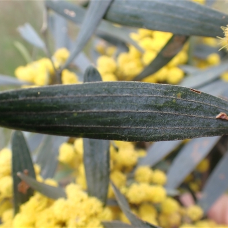 Acacia trineura