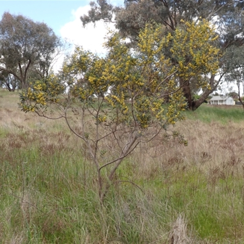 Acacia trineura