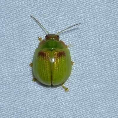 Paropsisterna simsoni