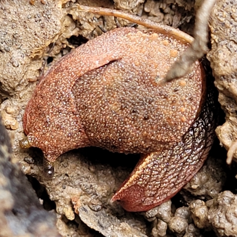 Stanisicarion freycineti