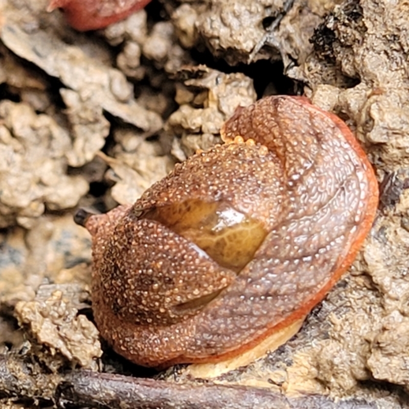 Stanisicarion freycineti