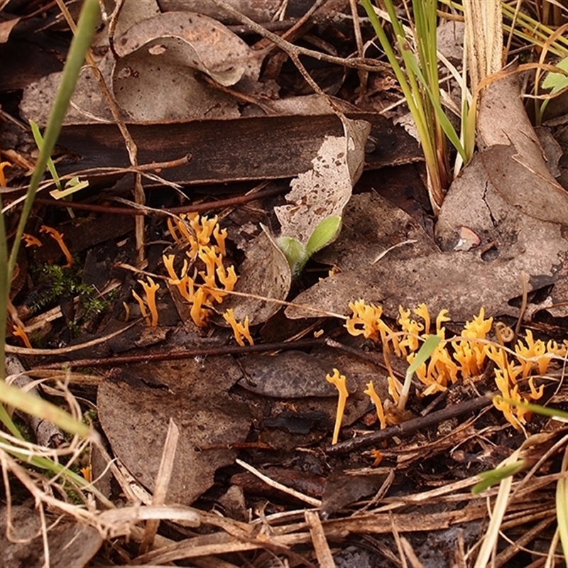 Ramariopsis crocea