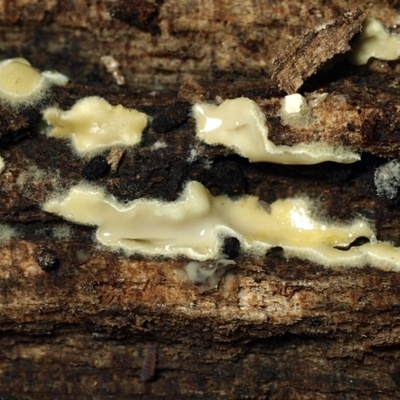 Gliocladium sp. 'on wood'