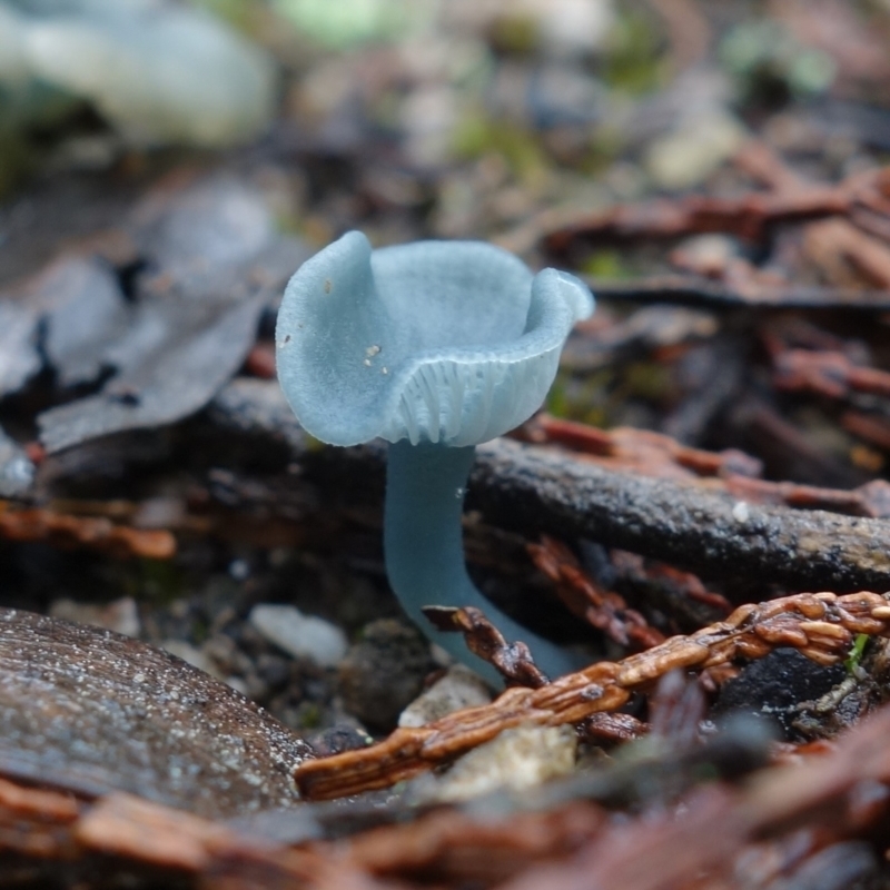 Arrhenia chlorocyanea