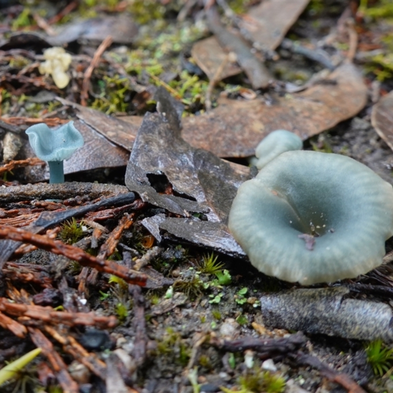 Arrhenia chlorocyanea