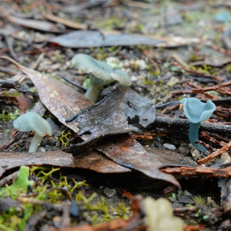 Arrhenia chlorocyanea