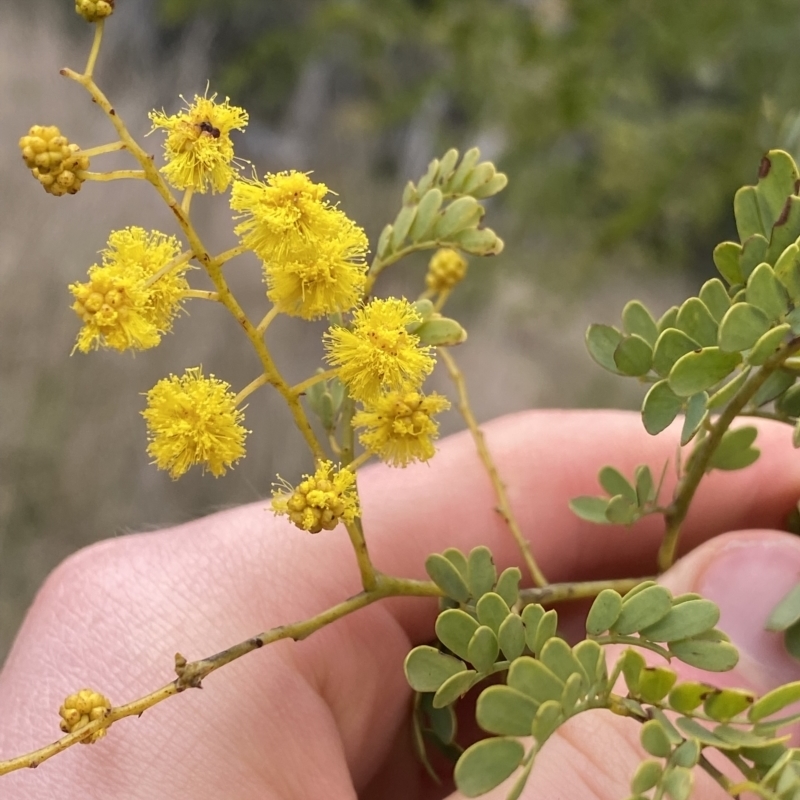 Acacia spectabilis